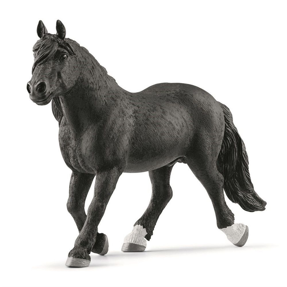 Noriker Hingst